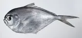 Collybus drachme, photographed in Negros Oriental