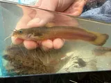 Margined Madtom, photographed in North Carolina