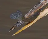 Black Crappie, photographed in Virginia