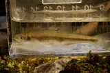 Redfin Shiner, photographed in Arkansas