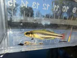 Blue-fintop Minnow, photographed in South Carolina