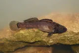 Fringed Darter, photographed in Tennessee