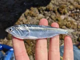 Pacific Anchoveta, photographed in Sonora