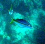 Yellowtail Snapper, photographed in Fajardo