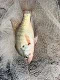 White Crappie, photographed in Texas