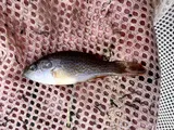 Green Sunfish, photographed in Utah