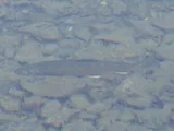 Dolly Varden, photographed in Alaska