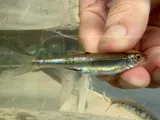 Rosefin Shiner, photographed in Virginia