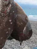 Sharptail Mola, photographed in Taiwan