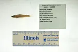 Channel Shiner, photographed in Illinois