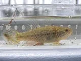 Fat Sleeper, photographed in Florida
