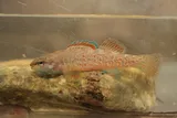 Greenthroat Darter, photographed in Texas