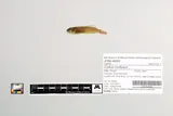 Shorthead Sculpin, photographed in Oregon
