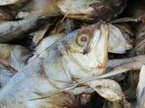 Gulf Menhaden, photographed in Louisiana