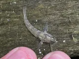 Seaboard Goby, photographed in New York