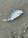 Banded Drum, photographed in Texas