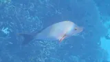 Humpback Red Snapper, photographed in Papua Barat