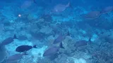 Ringtail Surgeonfish, photographed in Papua Barat