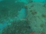 Porcupinefish, photographed in Le Marin