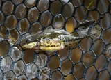 Bloody Stickleback, photographed in New York