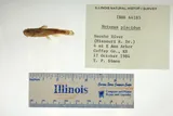 Neosho Madtom, photographed in Kansas