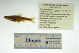 Ozark Minnow, photographed in Illinois