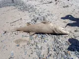 Sand Tiger Shark, photographed in Western Cape