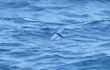 Clearwing Flyingfish