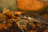 Slabrock Darter, photographed in Tennessee