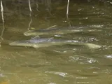 Black Mullet, photographed in Texas