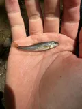 Suckermouth Minnow, photographed in Ohio