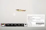 Frecklebelly Madtom, photographed in Mississippi