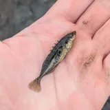Brook Stickleback, photographed in New York