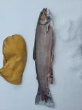 Brook Trout, photographed in Minnesota