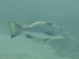 Cubera Snapper, photographed in West Bay