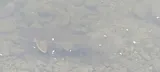 Greater Redhorse, photographed in Ontario