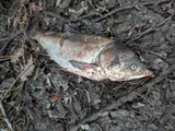 Bighead Carp, photographed in Illinois