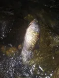 Sharpfin Chubsucker, photographed in Mississippi