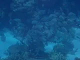 Humpback Red Snapper