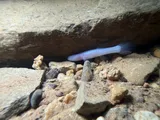 Southern Cavefish, photographed in Kentucky