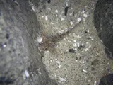 Sharpnose Sculpin, photographed in Oregon