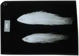 Whiteline Topminnow, photographed in Alabama