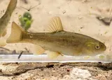Arroyo Chub, photographed in California