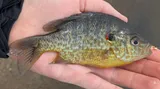 Pumpkinseed, photographed in Michigan