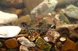Mottled Sculpin, photographed in Tennessee
