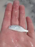 Spot, photographed in Florida