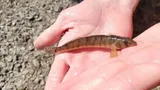 Ozark Logperch, photographed in Kansas