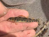 Kanawha Darter, photographed in Virginia