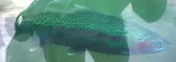 Rainbow Trout, photographed in California