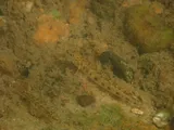 Coal Darter, photographed in Alabama
